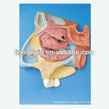 HOT SALES Median Sagittal Abschnitt der Nasal Cavity Sagittal Abschnitt Modell menschlichen nasal